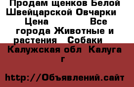 Продам щенков Белой Швейцарской Овчарки  › Цена ­ 20 000 - Все города Животные и растения » Собаки   . Калужская обл.,Калуга г.